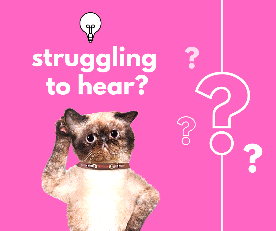 Cat holding a paw behind ear on pink background