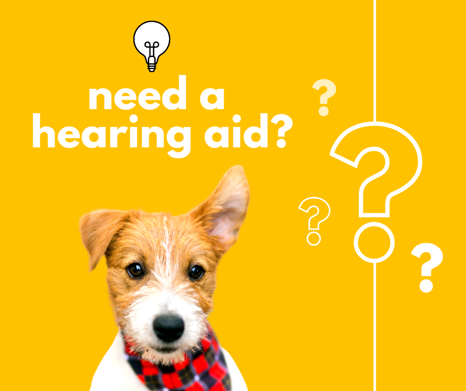 Dog with one ear up on orange background with the caption "need a hearing aid"